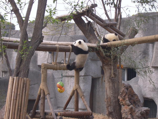 MORE PANDAS!