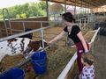 Feeding a cow in Parma