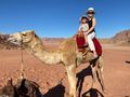 Camel - Wadi Rum