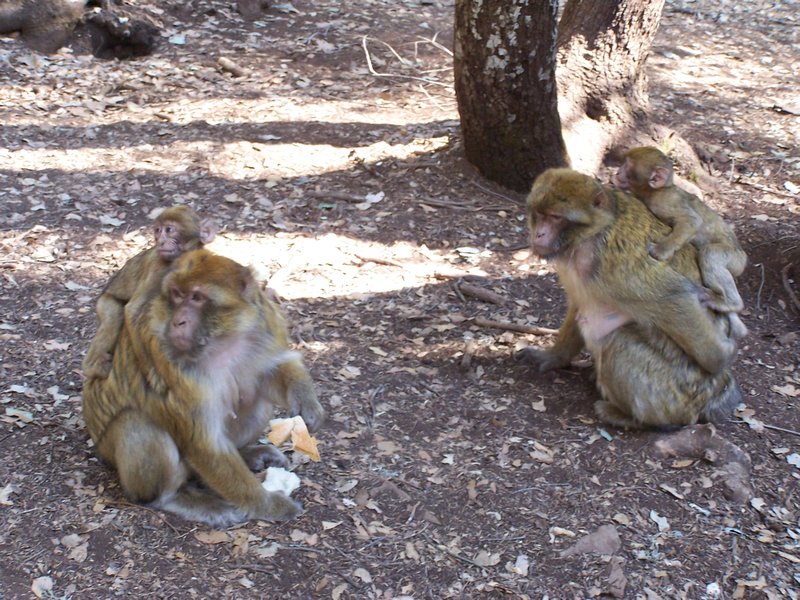 Monkeys in the Atlas Mountains
