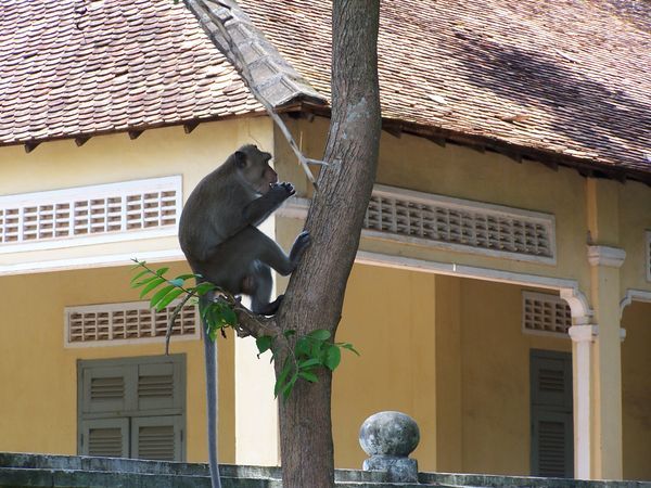 monkey near Cao Dai Temple