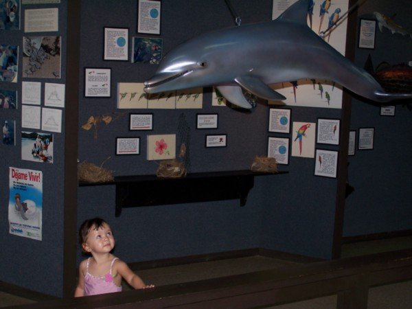 prelude to dolphin encounter