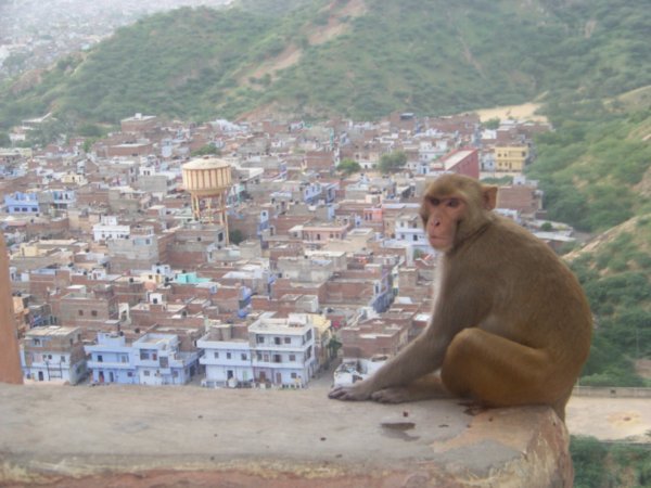 Monkey with a view