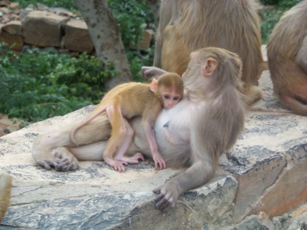 Monkeys Chilling