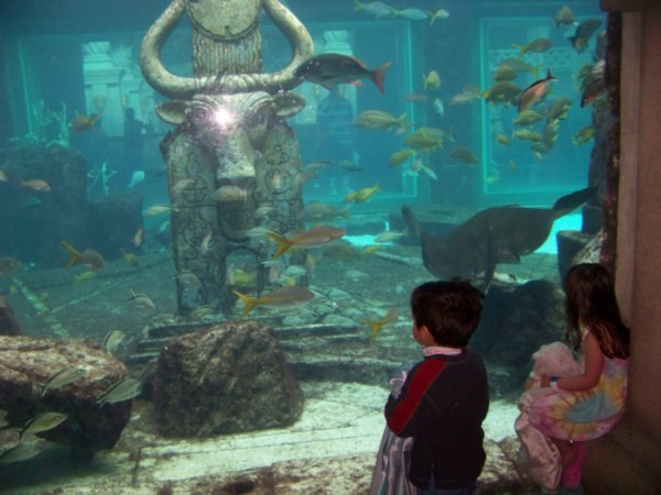 This Aquarium is the Coolest
