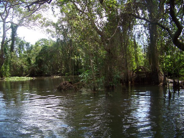 Kayaking in the Swamps