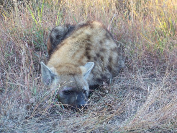 Hyena relaxing right next to our car