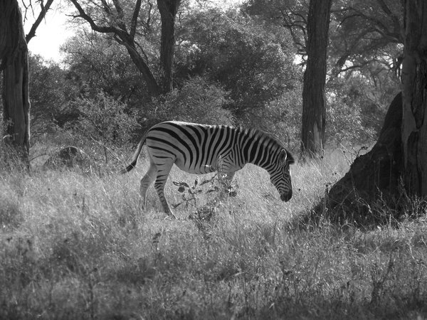 black in white zebra