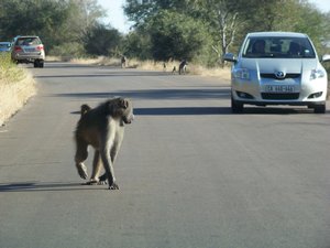 Baboon in the road