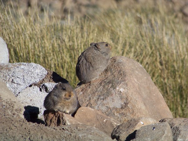 Lesotho Mountain Rats