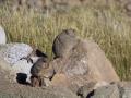 Lesotho Mountain Rats