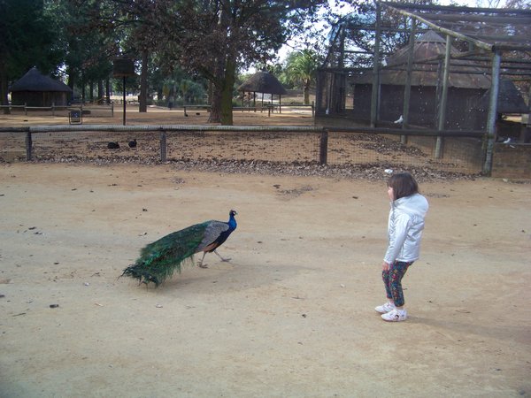 Me and Peacock