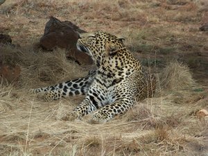 Leopard (in enclosure)