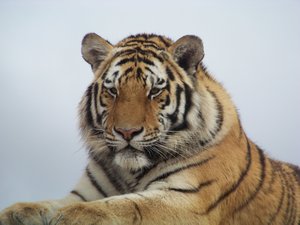 Tiger (in enclosure)