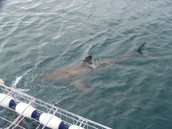 Great White Shark approaching boat