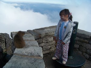 Seeing Eye to Eye with a Dassie