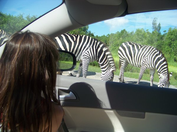 Love the Zebra