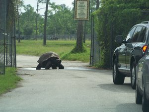 Turtle Causing Traffic Jam