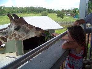 Fun Feeding a Giraffe