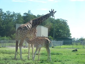 Baby Giraffe Nursing