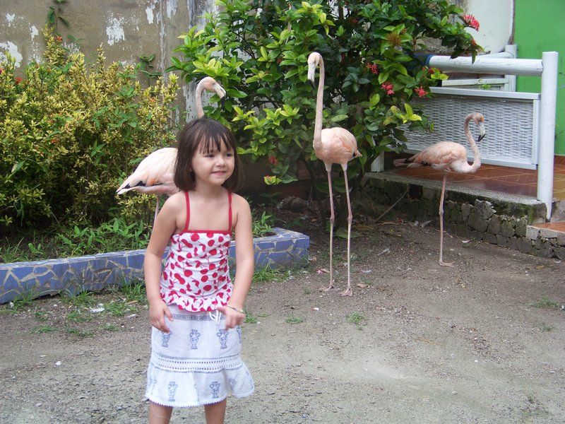 Me and the Flamingos
