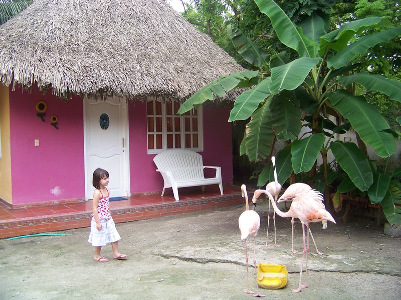 Cool Flamingos