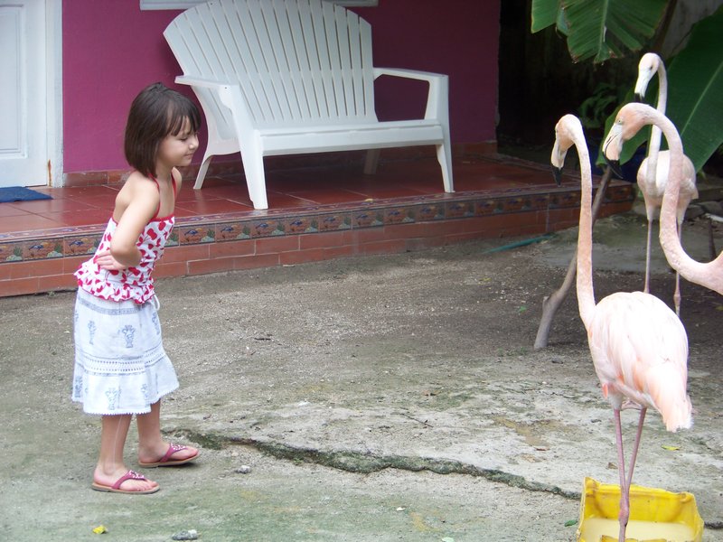 Imitating the Flamingos