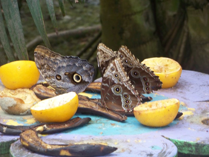 butterflies drinking