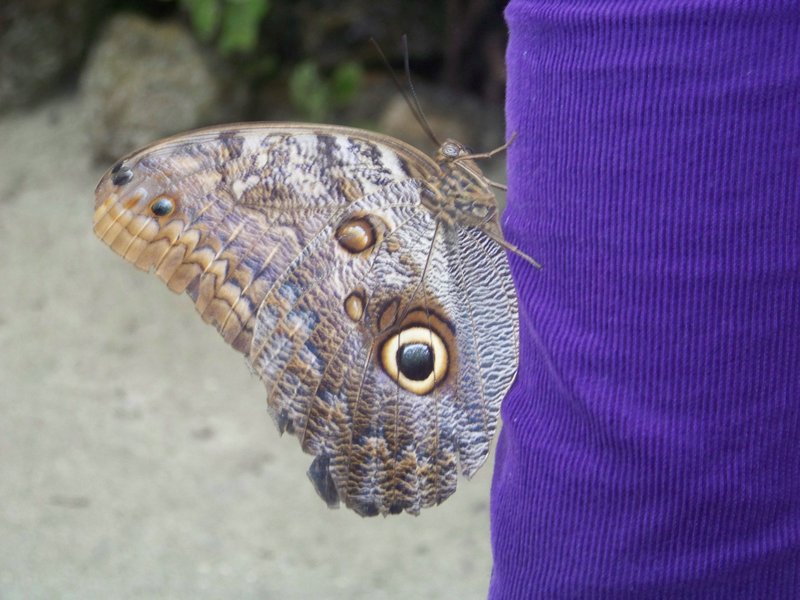Butterfly on my pants