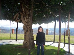 Cool Tree - Elio Grasso