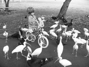 Bike and Birds B&W