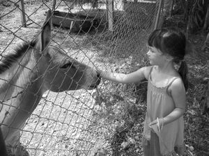 Feeding a Donkey