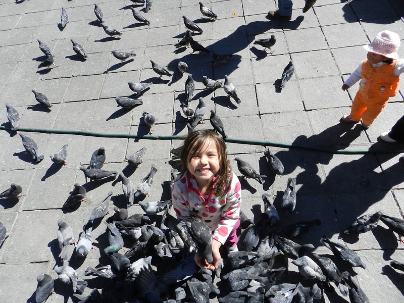 Loved the Pigeons