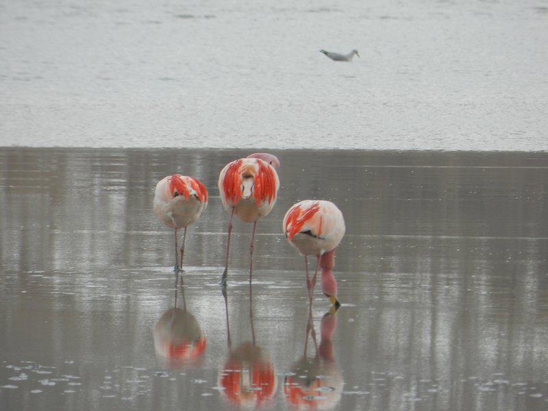 Bundas de Flamingos