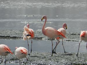 Flamingos