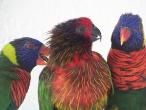 3 beautiful parrots