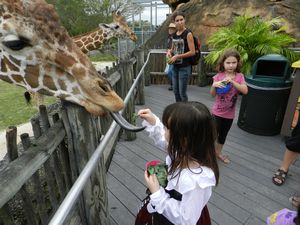 Feeding Giraffe