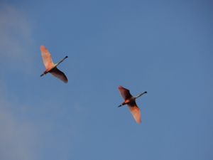Flying Spoonbills