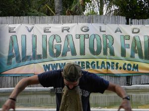 That is not how we ate alligator yesterday