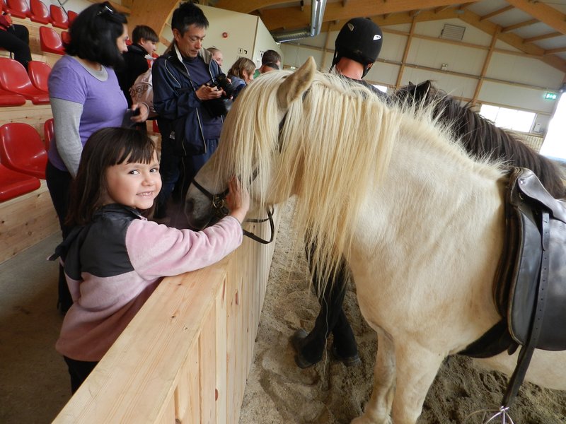 Icelandic Horse Show