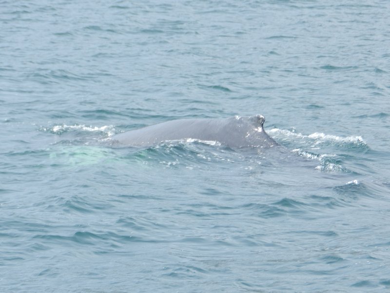 humback whale