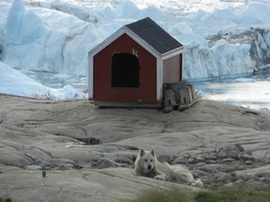 Sled Dogs and Iceberg