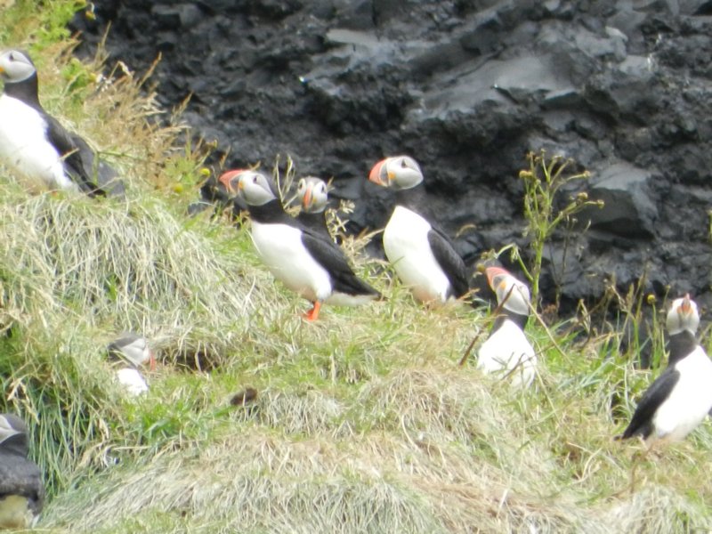 Puffins