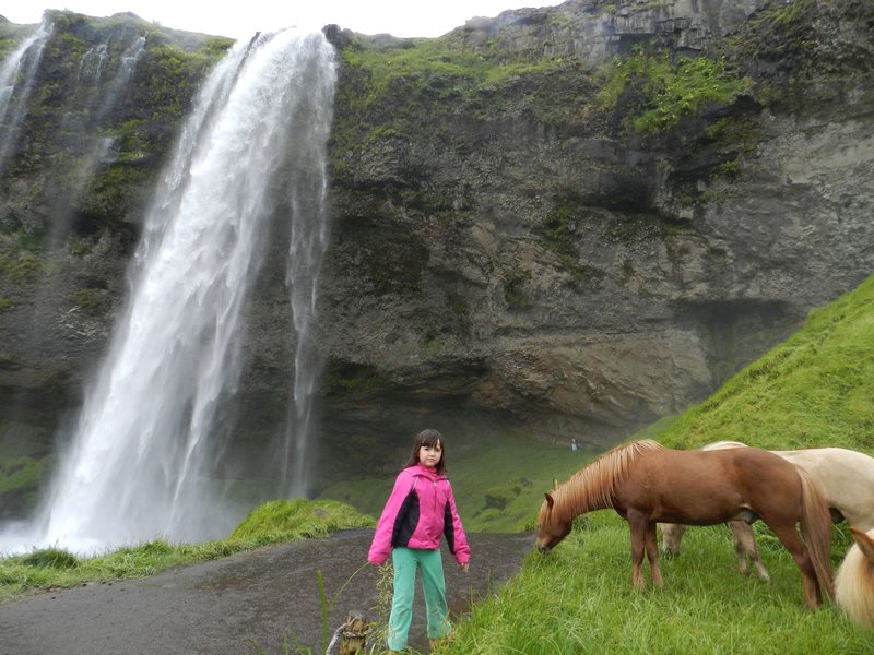 Horses and Seljalandsfoss