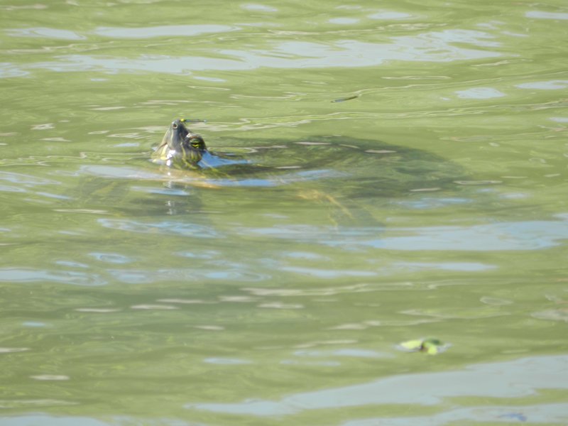 Turtle in Lake Gatun