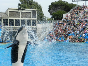 Loved the Killer Whale