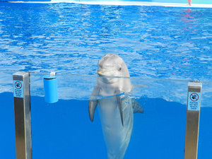 Cute Dolphin 