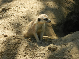 Loved the meerkats