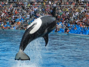 Awesome Killer Whale