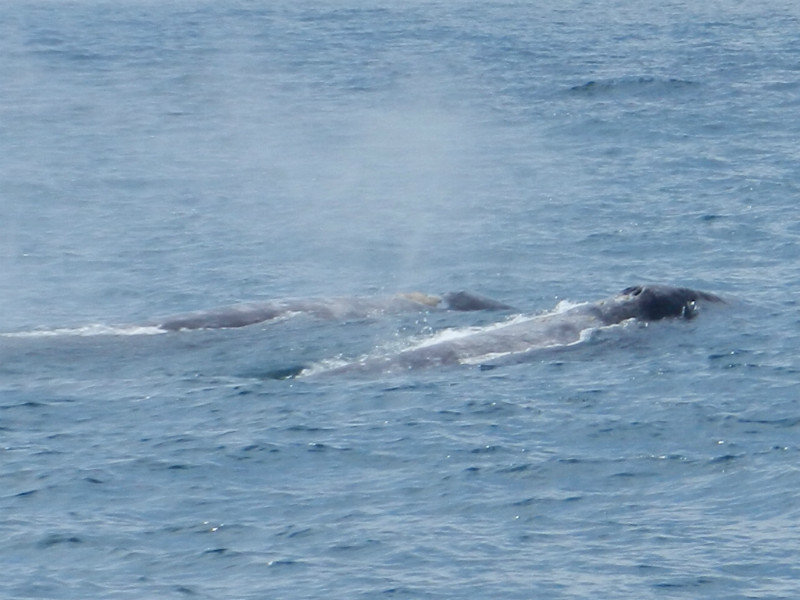 Grey Whales